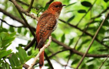 bird-watching-in-kalametiya-sanctuary-2048x1238