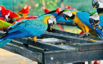 Hambanthota-Birds-Park-1140x530-1